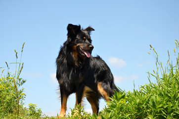 Australien Sheoherd black tri color