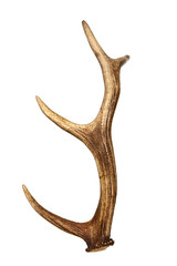 Deer horn