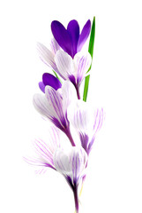 Fototapeta premium crocus flowers