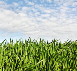 Obraz premium Growing wheat.