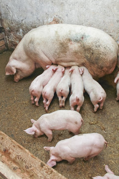 piglets feeding from their momma pig