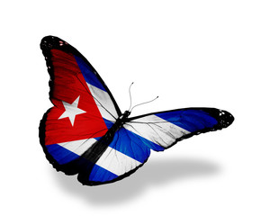 Cuban flag butterfly flying, isolated on white background