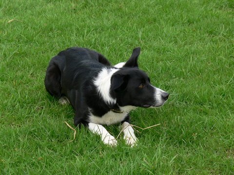 Puppy dog