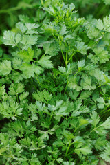 Close up shot of fresh parsley leafs