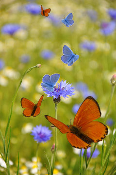 Kornblumen und Schmetterlinge