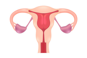 Female Reproductive System