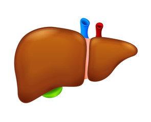 Human liver