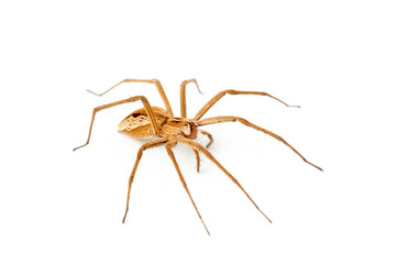 araignée