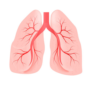 lungs of the person