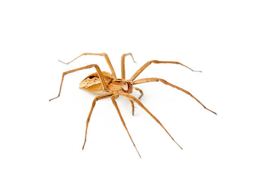 araign&eacute;e