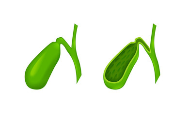 gallbladder