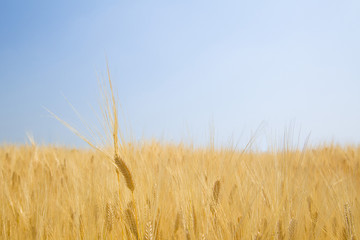 Fototapeta premium 青空の下の麦畑