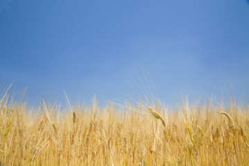 青空の下の麦畑