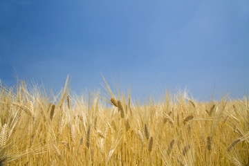 Fototapeta na wymiar 青空の下の麦畑