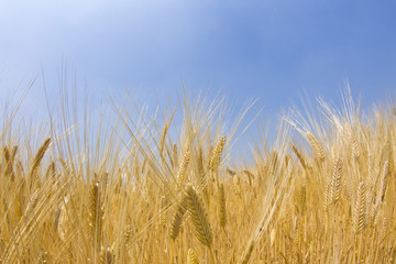 青空の下の麦畑