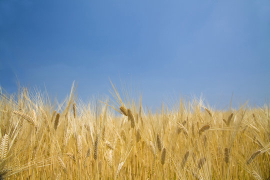 青空の下の麦畑