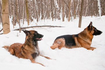 Two shepherds