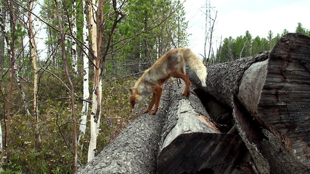 Wild red fox in spring forest