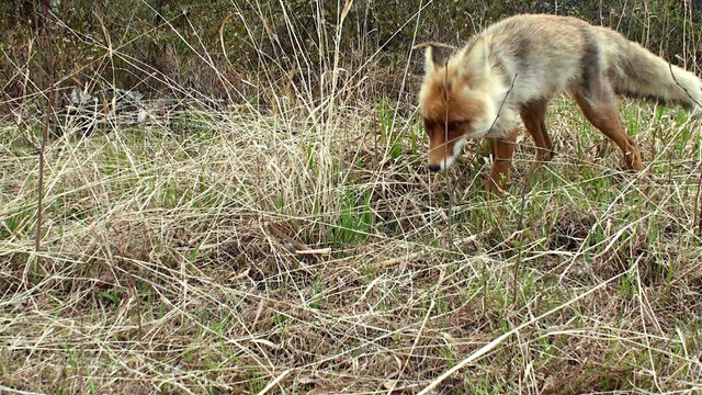 Wild red fox with a piece of sausage