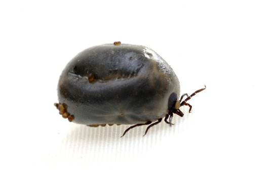 Vollgesogene Zecke mit Larven