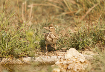 Crested lark