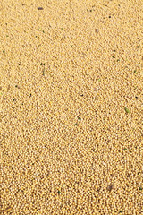 Heap of soybean after harvest, selective focus