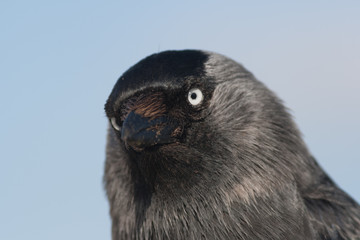 Close-up of a Western Jackdaw