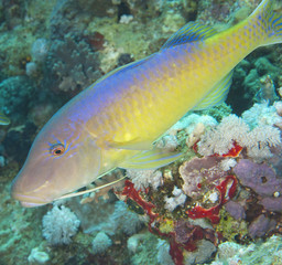 Obraz na płótnie Canvas Zbliżenie goatfish yellowsaddle