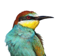 European bee-eater isolated on white background