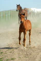 Fototapeta premium Horse