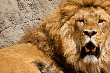Löwe (Panthera leo)