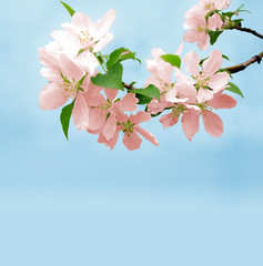 pink blossoming tree flowers on blue sky clear background