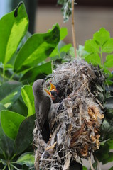 Female Sunbird feeding her newborn chicks in nest