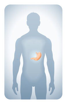 stomach highlighted on the silhouette of a men