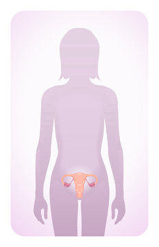 uterus highlighted on the silhouette of a woman