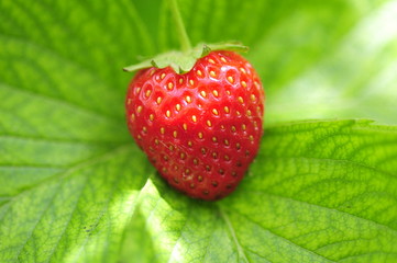 strawberries