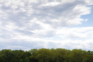 treetops and overcast sky