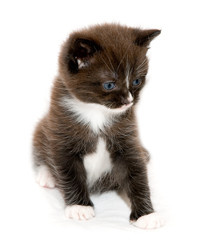 Kitten