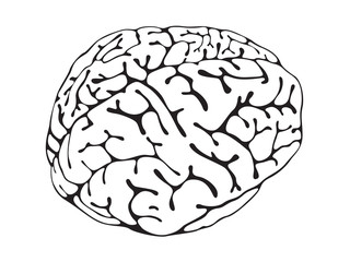 brain is a black and white view of three-quarters