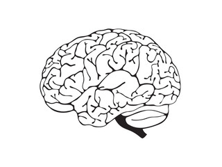 brain is a black and white side view