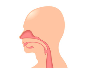 Human Tongue