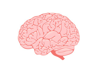 Volumetric pink brain is a side view