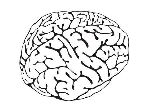 brain is a black and white view of three-quarters