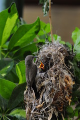 Female Sunbird feeding her newborn chicks in nest