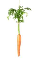Carrot hanging by a string isolated on white
