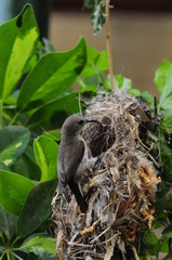 Female Sunbird feeding her newborn chicks in nest