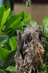 Female Sunbird feeding her newborn chicks in nest