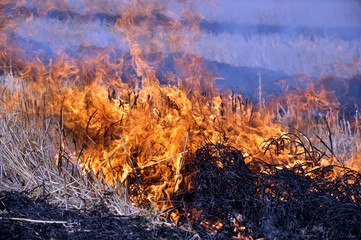 Пожар на убранном поле