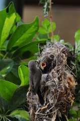 Female Sunbird feeding her newborn chicks in nest