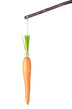 Carrot hanging by a string isolated on white